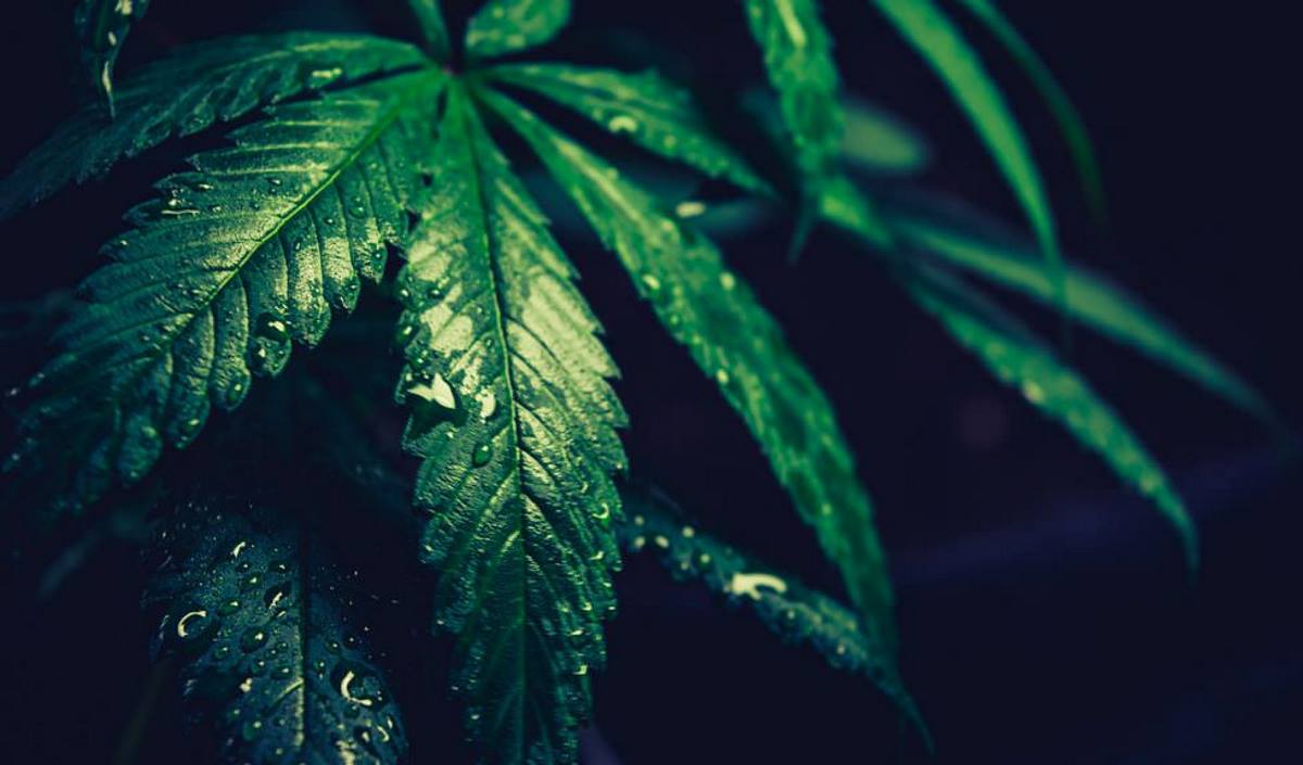 Anche dopo la sentenza della Cassazione vendere cannabis light non è reato, secondo Federcanapa