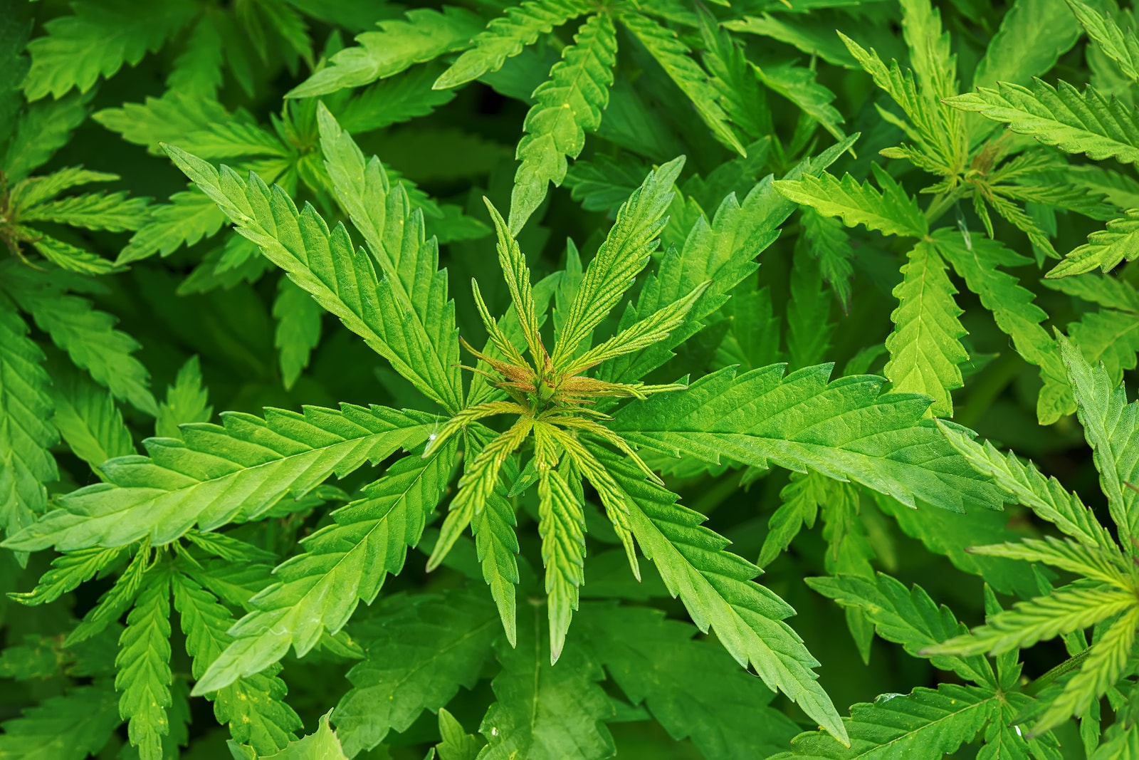 Più cannabis per gli anziani!!!