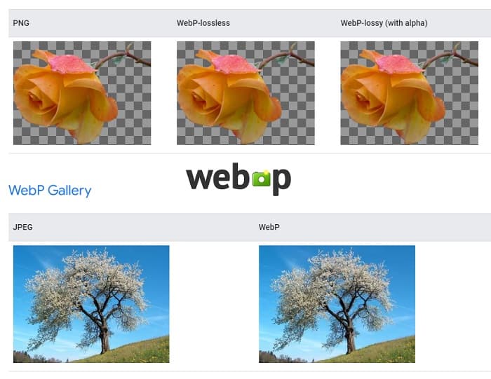 Perché le immagini WebP non hanno funzionato