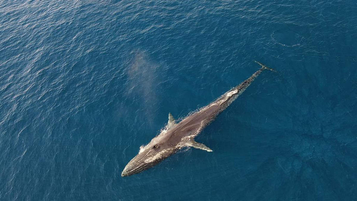 La tecnologia dei droni militari per lo studio e la salvaguardia di balene e delfini
