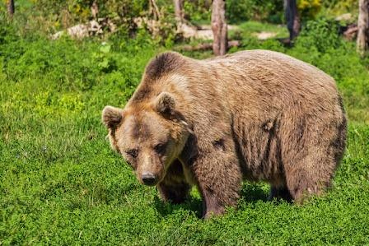 Orso JJ4 catturato in Trentino, le vere responsabilità dell'uccisione di Andrea Papi