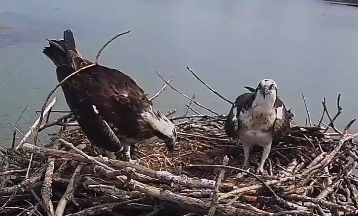 Si è schiuso il primo il primo uovo della coppia di falchi pescatori ospiti del nido nell'Oasi WWF della Laguna di Orbetello