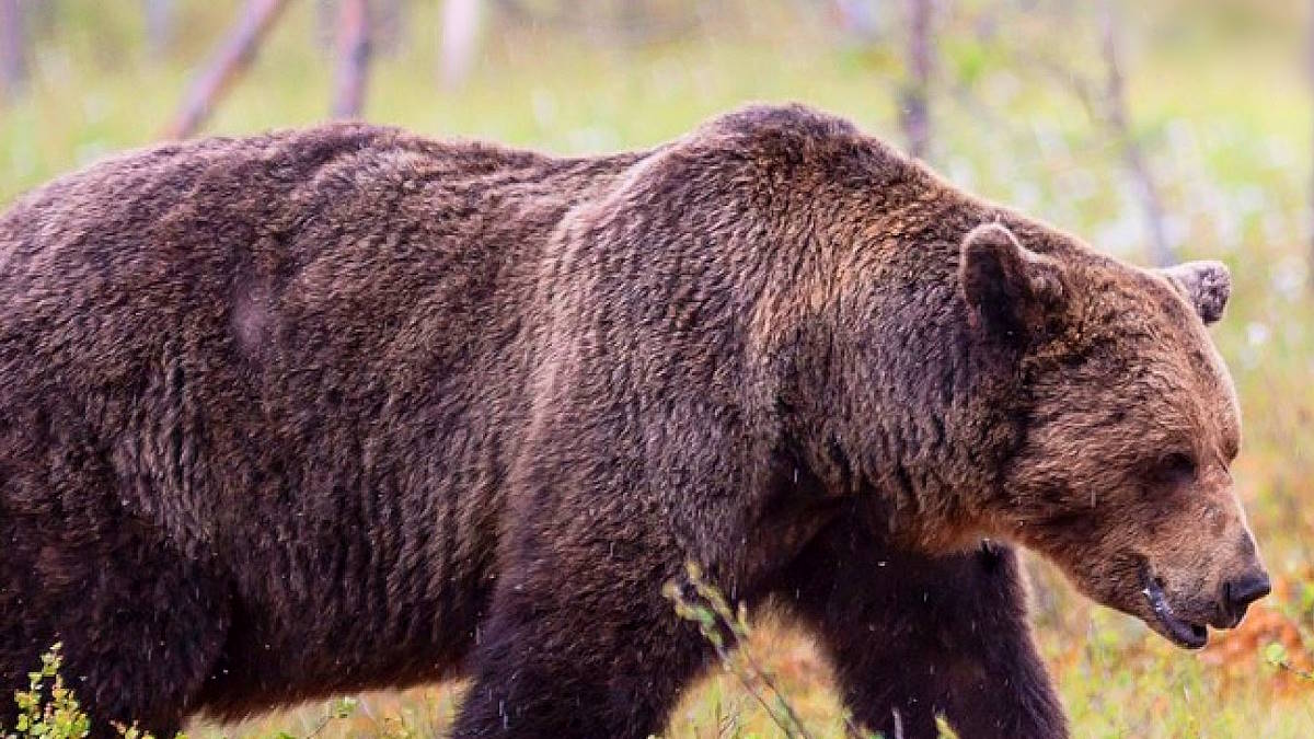 In Trentino si sono inventati pure il referendum anti orso