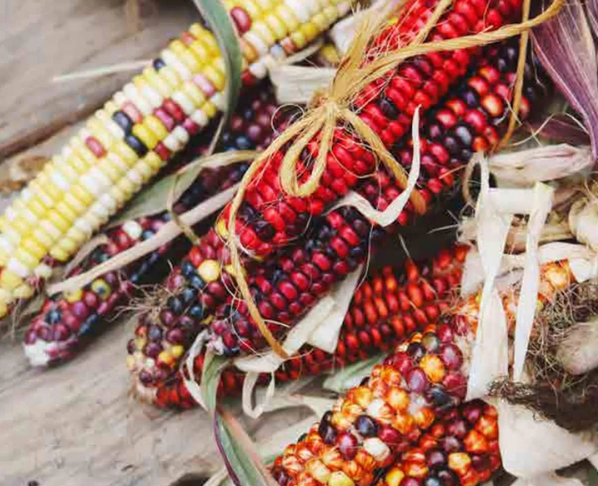 Mais, grano e doppi standard: il nuovo dossier di Slow Food denuncia le contraddizioni del commercio agroalimentare europeo