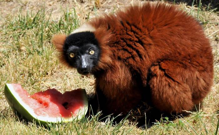 Al Bioparco di Roma, a Ferragosto, cocomero per tutti... ma proprio per tutti!