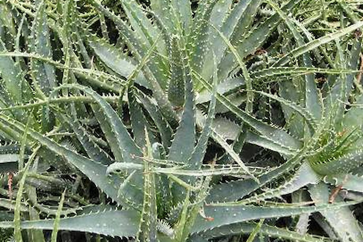 La migliore Aloe | Aloe Barbadensis Miller (Aloe vera) o Aloe Arborescens?