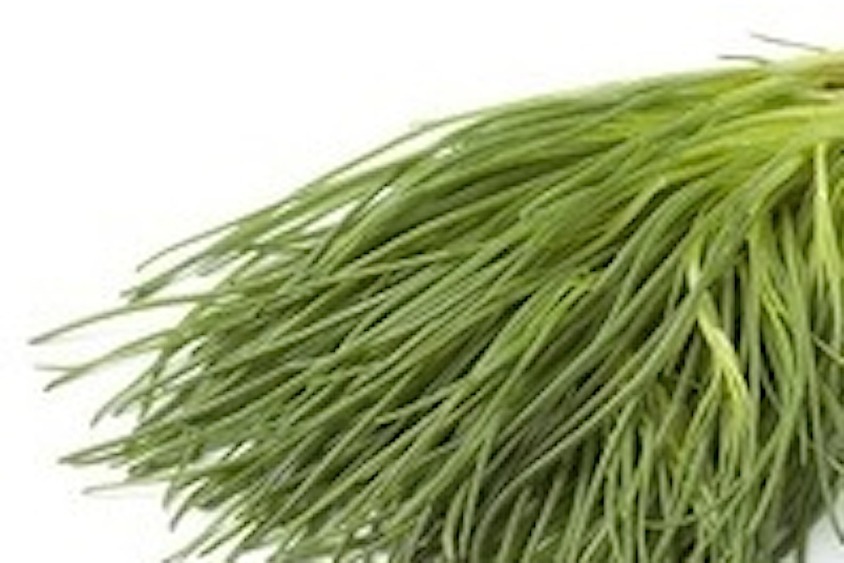 Barba di frate, agretti, proprietà e benefici