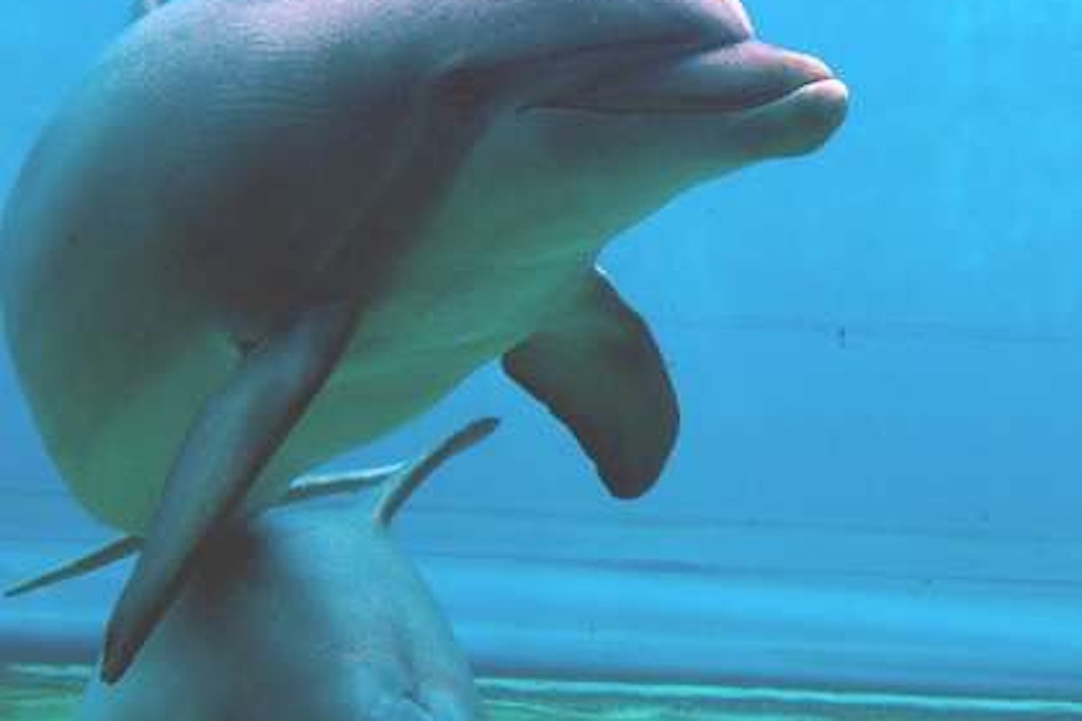 I delfini parlano, presto potremo capirli e comunicarci
