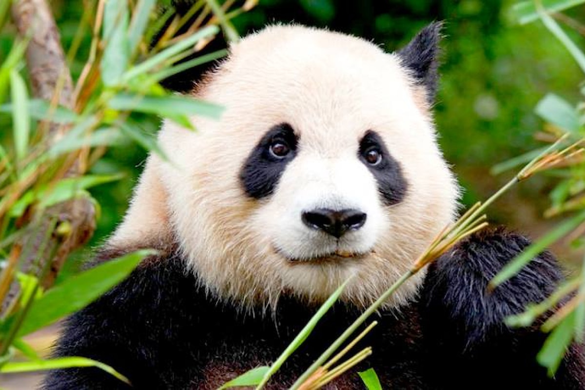 IUCN: il panda gigante non è più una specie a rischio